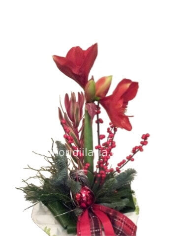 Mazzo natalizio con amarillys e bacche.