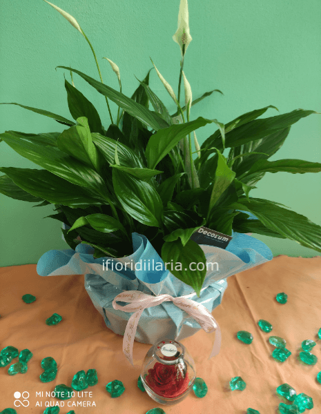 Pianta di Spathifillum  con rosa