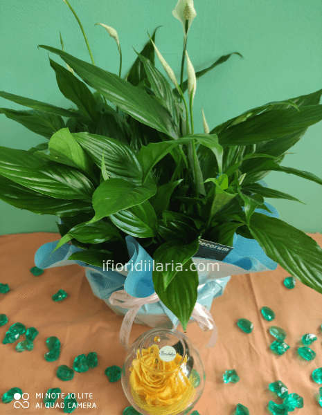 Pianta di Spathifillum fiorita