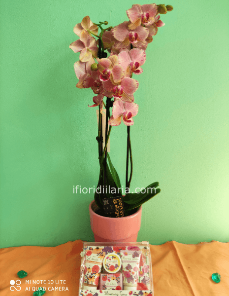 Pianta di phaleonophis con gadget