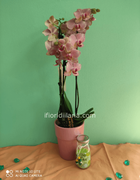 Pianta di phaleonophis con candela