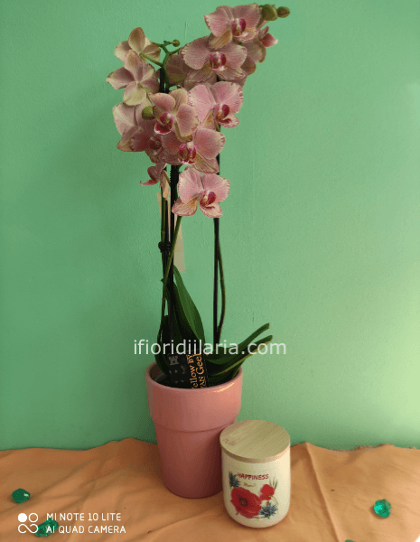 Pianta di phaleonophis con candela