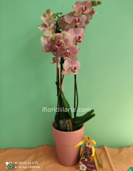 Pianta di phaleonophis con candela