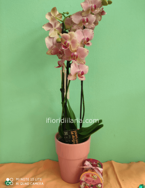 Pianta di phaleonophis con crema corpo