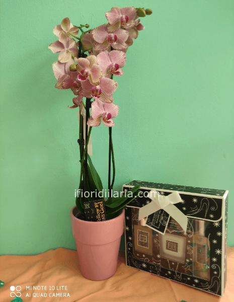 Pianta di phaleonophis con profumatori