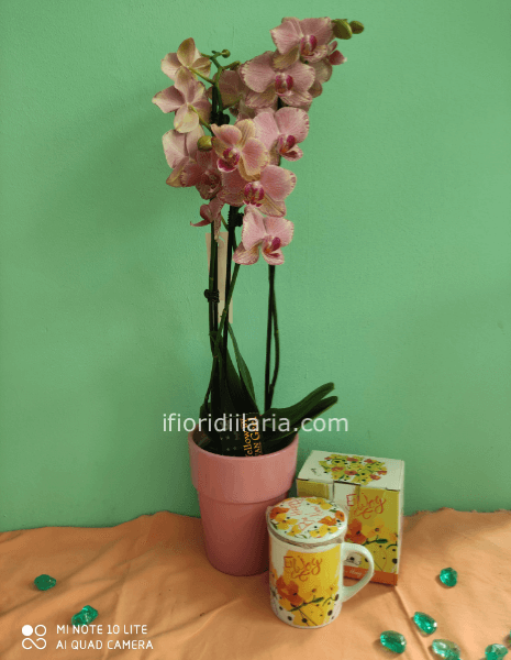 Pianta di phaleonophis con tazza mug