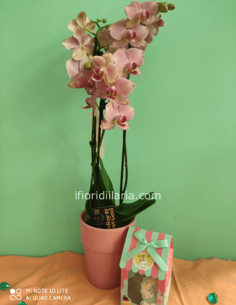 Pianta di phaleonophis con gel doccia