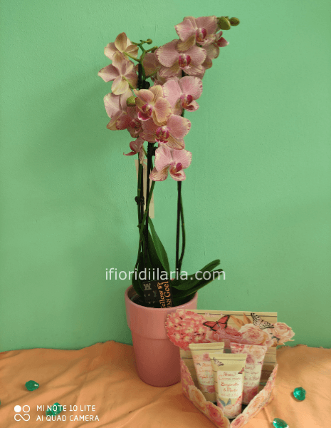 Pianta di phaleonophis con creme corpo