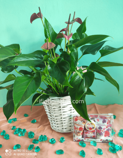 Pianta di anthurium con creme