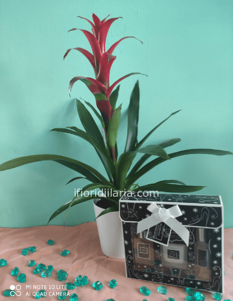 Pianta di guzmania con profumatori per ambienti