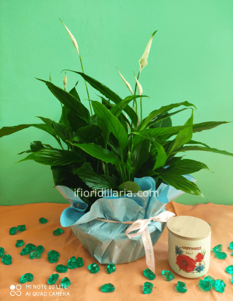 Pianta di Spathifillum fiorita con candela