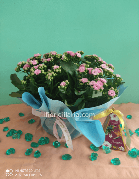 Kalanchoe assortita con candela