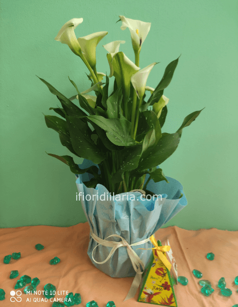 Calla colore assortiti con candela