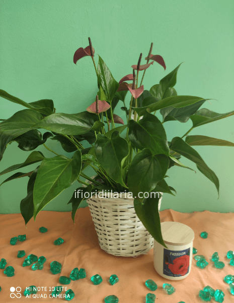 Anthurium vari colori con candela