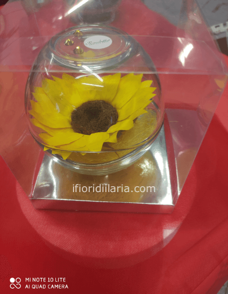 Girasole big