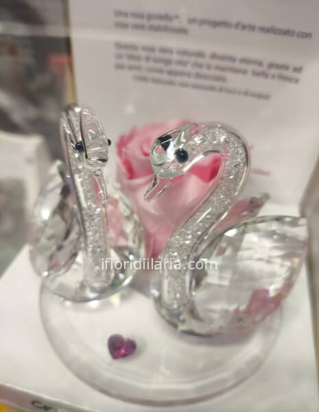 Rosa stabilizzata con cigni