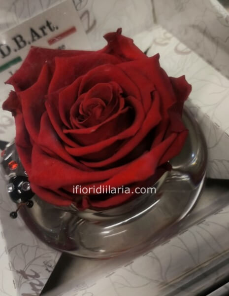 Rosa stabilizzata coccinella