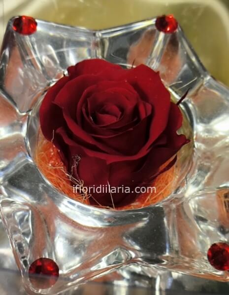 Rosa stabilizzata stella