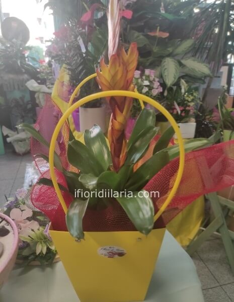 Bromelia