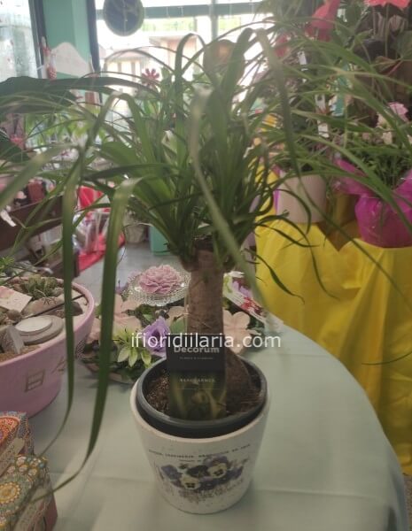 Beaucarnea