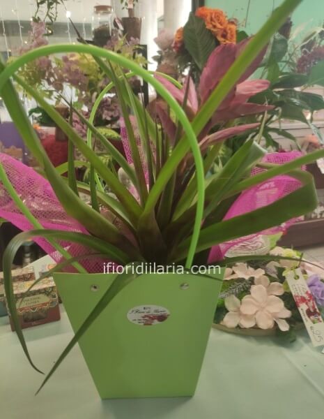 Bromelia