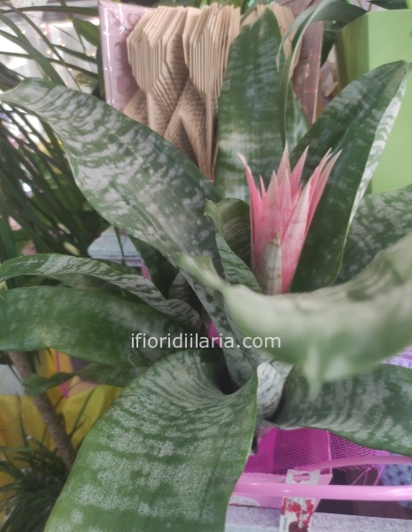 Bilbergia